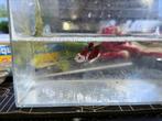 Femelle Betta Koi, Ophalen