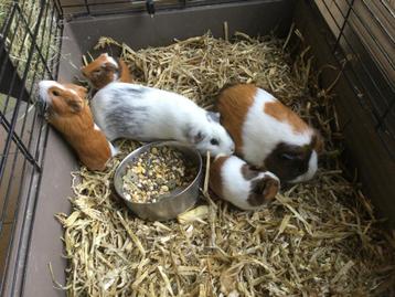 Cavia’s, Dieren en Toebehoren, Knaagdieren, Cavia
