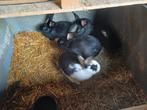 Slachtkonijnen te koop, Dieren en Toebehoren, Konijnen