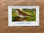 Vogels van België Nr. 171 Veldleeuwerik, Ophalen of Verzenden, Ongelopen, Vogel