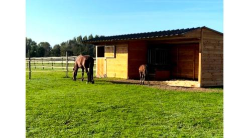Paardenstal (3x4m) + schuilhok (3x6m) in naturel douglas hou, Dieren en Toebehoren, Stalling en Weidegang, Stalling, Weidegang