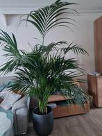 palm,kentia grote plant, Ophalen of Verzenden