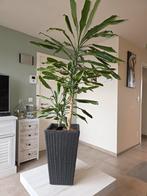 Kamerplanten dracaena fragrens, Ophalen