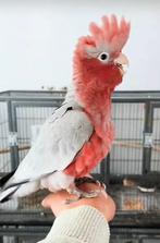 Perroquet cacatoès rose fait main super doux  et vrai ‼️, Mâle, Perroquet, Parleur