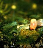 Garnalen blue jelly neocaridina, Dieren en Toebehoren, Vissen | Aquariumvissen, Kreeft, Krab of Garnaal, Zoetwatervis