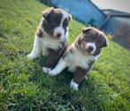 Knappe border collie pups, Dieren en Toebehoren, Parvo, België, 8 tot 15 weken, Collie
