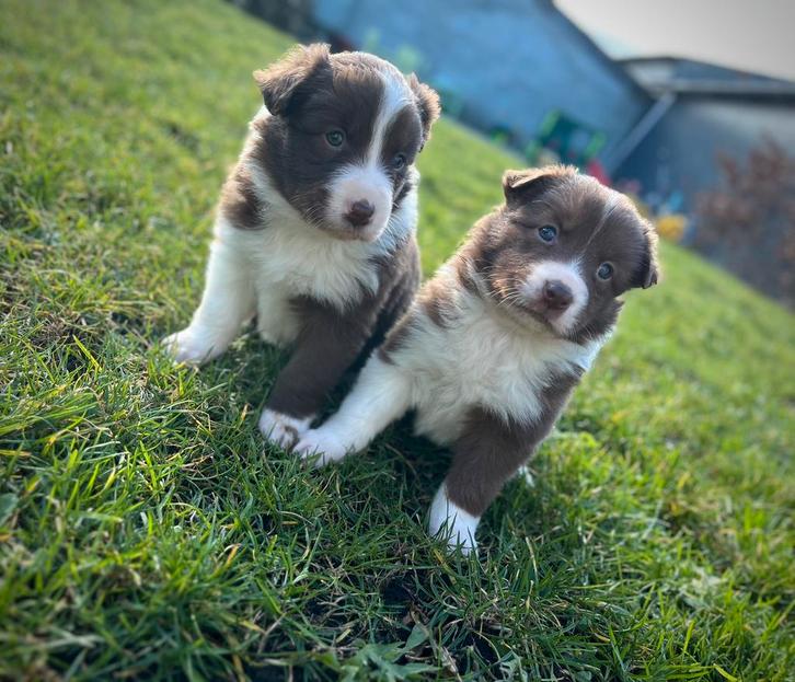 Knappe border collie pups, Animaux & Accessoires, Chiens | Bergers & Bouviers, Plusieurs animaux, Colley, Éleveur | Professionnel
