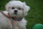 Boomer pups kruising shih -Tzu pup, 15 weken tot 1 jaar, Buitenland, CDV (hondenziekte), Meerdere