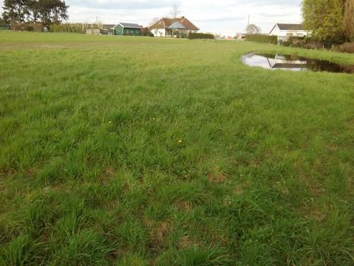 Ardooie, Te Huur: WEIDE van 2000 en 3500 m² met stal, Dieren en Toebehoren, Stalling en Weidegang, Weidegang, 2 of 3 paarden of pony's