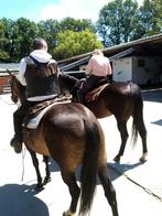 quarter merrie, Animaux & Accessoires, Chevaux, Vermifugé, 11 ans ou plus, Moins de 160 cm, Cheval western