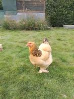 Brahma hennen, Dieren en Toebehoren, Pluimvee