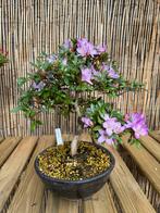 Bonsai Azalea „Miraiboshi”, Tuin en Terras, Planten | Bomen, In pot, Minder dan 100 cm, Halfschaduw, Lente