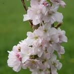 CERISIERS PRUNUS "COLT" (Masses de fleurs blanches) 10€/pc, Jardin & Terrasse, 100 à 250 cm, Enlèvement ou Envoi, Autres espèces