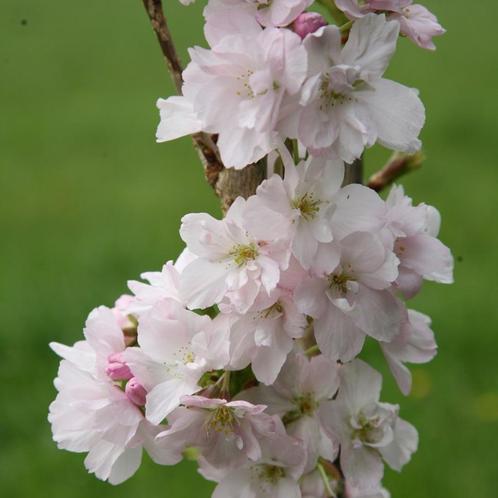BLOEMKERSELAARS PRUNUS "COLT" (Massa's witte bloemen) 10€/st, Tuin en Terras, Planten | Struiken en Hagen, Struik, Overige soorten