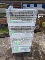 Accessoires et cages élevage bec droit., Enlèvement, Cage d'élevage