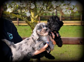 Cavapoo pups beschikbaar voor biedingen
