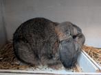 Duitse hangoor, Dieren en Toebehoren, Konijnen, Hangoor