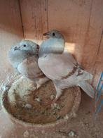 Jonge duifjes 2026, Dieren en Toebehoren, Vogels | Duiven, Meerdere dieren, Postduif