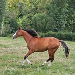 Cherce cavalier (d'obstacle), Cavalier ou Passager