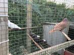 Duiven, Dieren en Toebehoren, Vogels | Duiven, Meerdere dieren, Tuimelaar of Roller