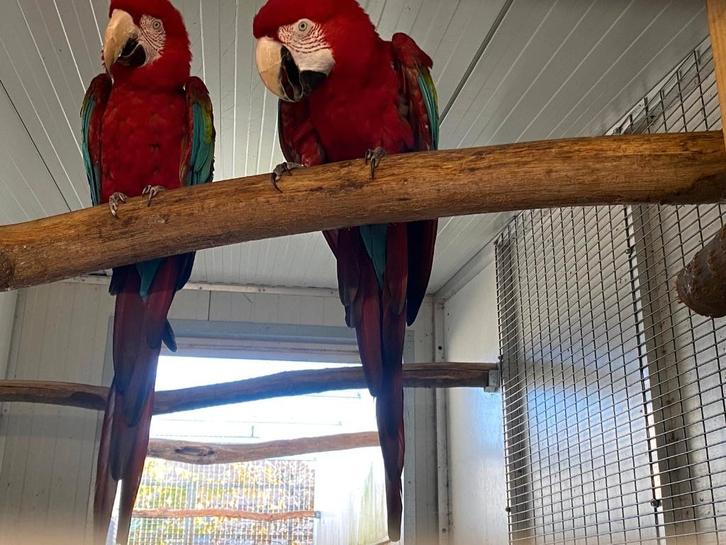 ❤️️ Heel mooi kweekkoppel groenvleugelara, Dieren en Toebehoren, Vogels | Parkieten en Papegaaien, Papegaai, Meerdere dieren, Geringd