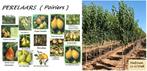 HALFSTAM PERELAARS: CONFERENCE, DOYENNÉ DU COMICE, CLAPP'S,., Ophalen, Volle zon, Vaste plant, Fruitplanten