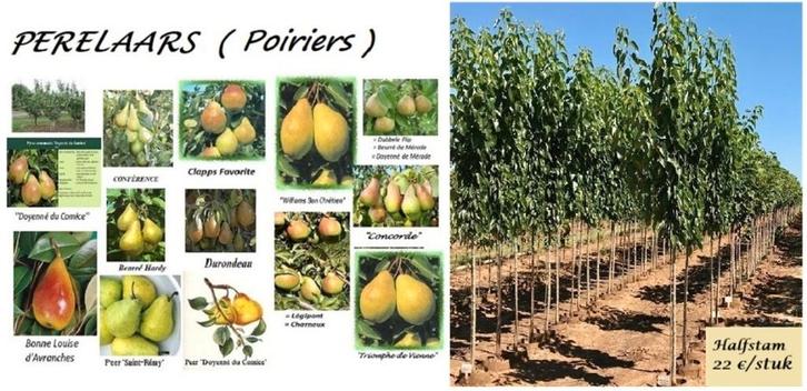 POIRIERS DEMI TIGE: CONFÉRENCE, DOYENNÉ DU COMICE, CLAPP'S,., Jardin & Terrasse, Plantes | Jardin, Plante fixe, Plantes fruitières