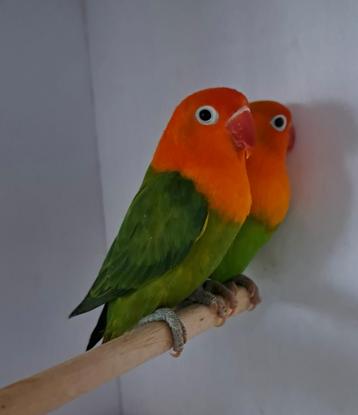 Fischeri - opaline - euwing - opaline euwing  beschikbaar voor biedingen
