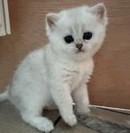 Brits korthaar kittens ️️️, Kater, Gechipt, 0 tot 2 jaar