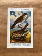 Vogels van België Nr. 182 Zanglijster, Collections, Cartes postales | Animaux, Enlèvement ou Envoi, Non affranchie, Oiseaux