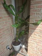 Grote cactus, Ophalen