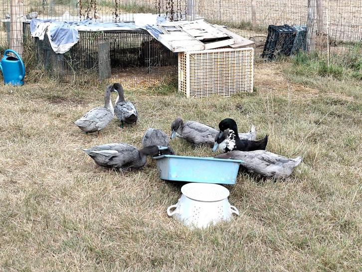 Couples de canards, Animaux & Accessoires, Volatiles, Canard, Plusieurs animaux