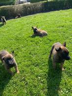 Mechelse herder pups, Dieren en Toebehoren, Honden | Herdershonden en Veedrijvers, België, CDV (hondenziekte), 8 tot 15 weken