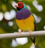 Koppel roodkop gouldamadines te koop, Dieren en Toebehoren