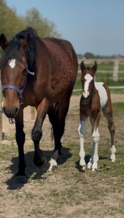 Merrie met bont merrie veulen, Dieren en Toebehoren, Paarden, Merrie, Niet van toepassing, 160 tot 165 cm, 7 tot 10 jaar, Tuigpaard