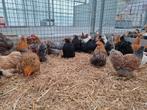 Cochin kriel kippen in vele verschillende kleuren