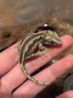 Gargoyle babies, Dieren en Toebehoren, Reptielen en Amfibieën, Hagedis, Tam, 0 tot 2 jaar