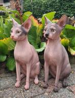 Polyester sphynx beelden 33hoog, Tuin en Terras, Tuinbeelden, Ophalen, Nieuw, Kunststof, Dierenbeeld