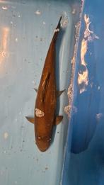 Xxl  grote zeelt, Dieren en Toebehoren