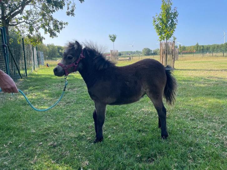 Mini paarden Amerikaanse minipaarden, Dieren en Toebehoren, Paarden, Meerdere dieren, Niet van toepassing, Minder dan 160 cm, 0 tot 2 jaar