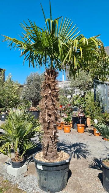 Palmboom Trachycarpus Fortunei  beschikbaar voor biedingen