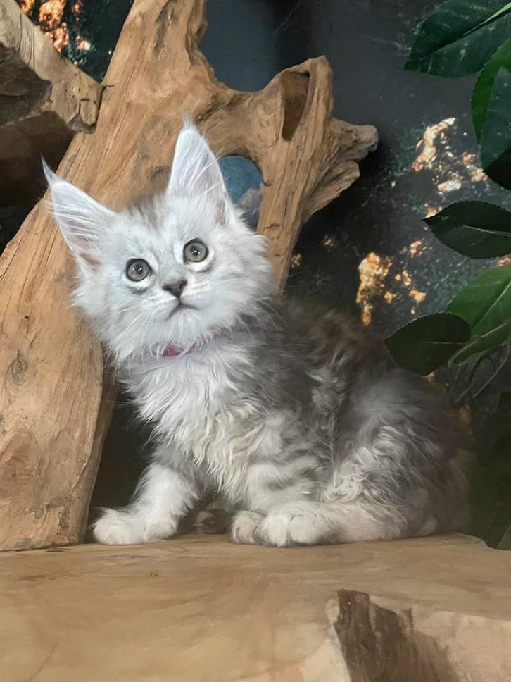 Maine coon, Dieren en Toebehoren, Katten en Kittens | Raskatten | Langhaar, Poes, 0 tot 2 jaar, Met stamboom, Gechipt, Ontwormd