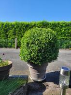 buxus bollen en andere, Tuin en Terras, Planten | Tuinplanten, Ophalen, Vaste plant, Overige soorten