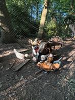 Broedeieren verscheidene soorten kippen ( GRATIS verzending), Dieren en Toebehoren, Pluimvee, Kip