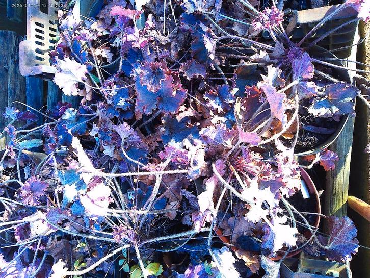 Heuchera 'Cappuccino' en andere, Tuin en Terras, Planten | Tuinplanten, Vaste plant, Bodembedekkers, Halfschaduw, Zomer, Ophalen