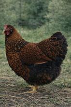 Wyandotte groothoender kippen jonge hennen beschikbaar, Dieren en Toebehoren, Vrouwelijk, Kip