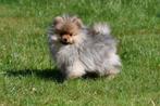 Pomeriaan pups te koop - Dwergkeeshondjes, Dieren en Toebehoren, Honden | Poolhonden, Keeshonden en Oertypen, Keeshond, 15 weken tot 1 jaar