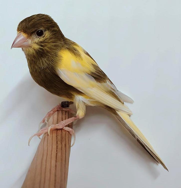 Raza Espagnola kanarie jaspis, Dieren en Toebehoren, Vogels | Kanaries, Postuurkanarie, Mannelijk