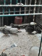 Chinese  dwergkwartels  12€ het koppel. Hennen en mannen ook