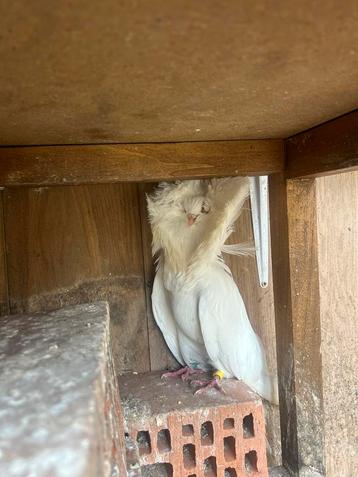 Exclusieve en prachtige duiven – twee koppels te koop beschikbaar voor biedingen